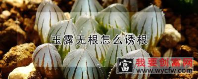 玉露无根怎么诱根