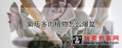 紫乐多肉植物怎么爆盆