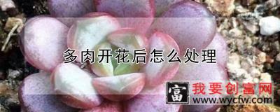 多肉开花后怎么处理