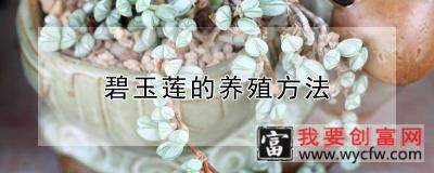 碧玉莲的养殖方法