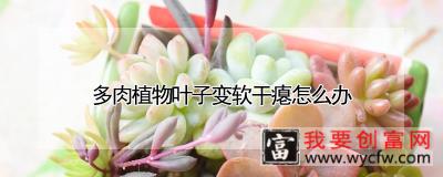 多肉植物叶子变软干瘪怎么办