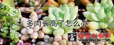 多肉长高了怎么办