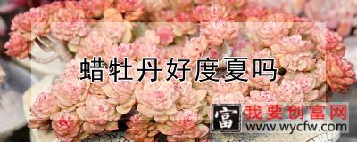 蜡牡丹好度夏吗