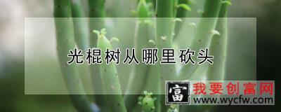 光棍树从哪里砍头