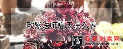 欧紫法师夏天怎么养