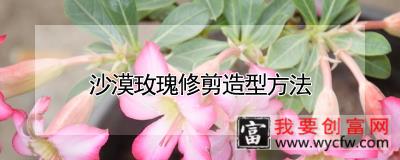 沙漠玫瑰修剪造型方法