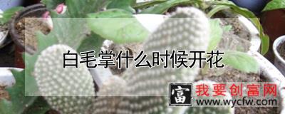 白毛掌什么时候开花