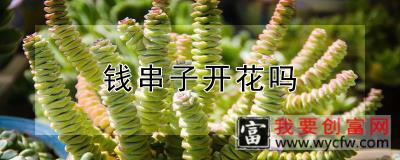 钱串子开花吗