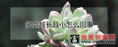 多肉越长越小怎么回事