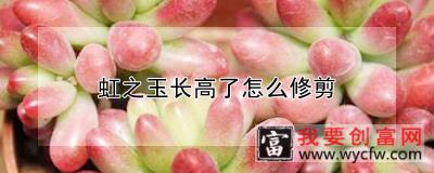 虹之玉长高了怎么修剪