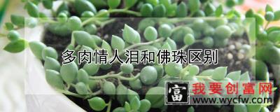 多肉情人泪和佛珠区别