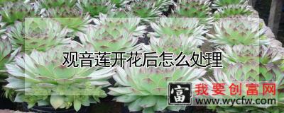 观音莲开花后怎么处理