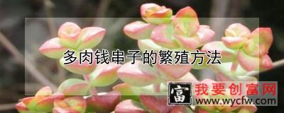 多肉钱串子的繁殖方法