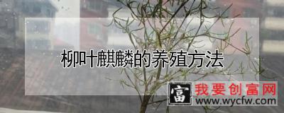 柳叶麒麟的养殖方法