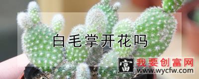 白毛掌开花吗