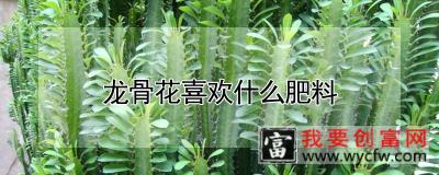 龙骨花喜欢什么肥料