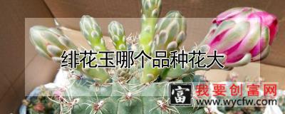 绯花玉哪个品种花大