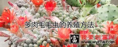 多肉毛毛虫的养殖方法