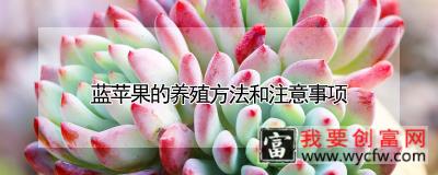 蓝苹果的养殖方法和注意事项