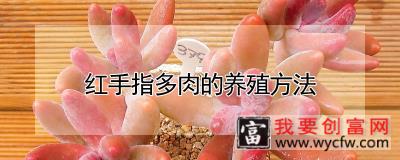 红手指多肉的养殖方法