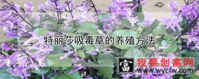 特丽莎吸毒草的养殖方法