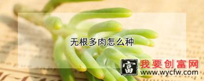 无根多肉怎么种