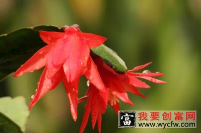 假昙花夏天怎么养护