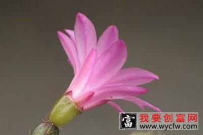 假昙花夏天怎么养护