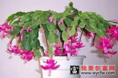 假昙花夏季怎么养