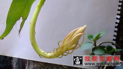 昙花气根是怎么回事