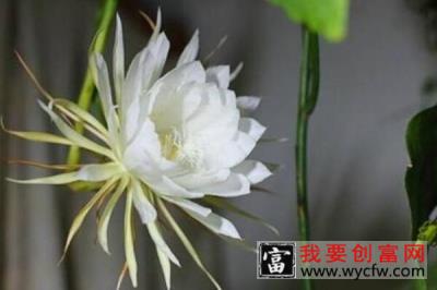 昙花叶插后什么时候移栽