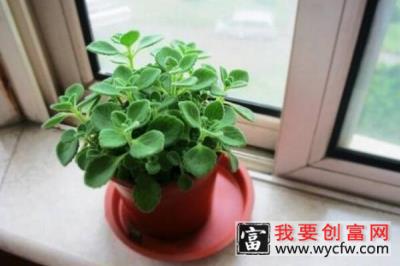 植物碰碰香的<a href=https://www.wycfw.com/e/tags/?tagid=63 target=_blank class=infotextkey><a href=https://www.wycfw.com/yangzhi/ target=_blank class=infotextkey>养殖</a></a>方法，光照充足是碰碰香生长的关键