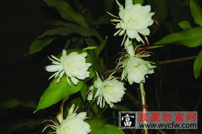 昙花花后如何处理，及时进行修剪并补充养分