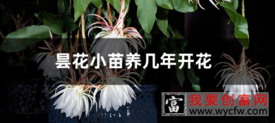 昙花施肥用什么肥料！