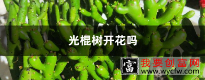 光棍树能开花吗