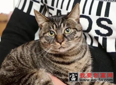 同样是田园猫 雀猫和狸花猫有什么区别？