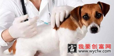 狗接种疫苗失败的原因-如何正确补救