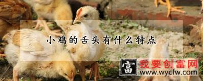 小鸡的舌头有什么特点