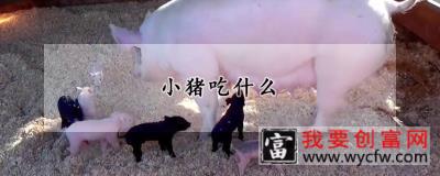 小猪吃什么