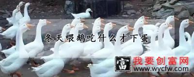 冬天喂鹅吃什么才下蛋