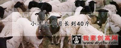 小羊几个月长到40斤