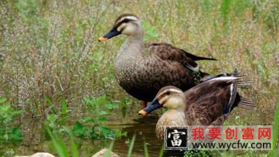 鸭子怎么分公母