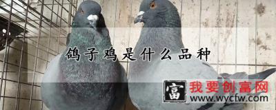 鸽子鸡是什么品种