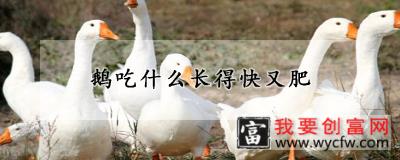 鹅吃什么长得快又肥