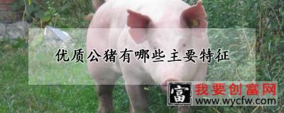 优质公猪有哪些主要特征