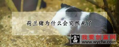 荷兰猪为什么会突然死了