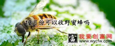 12月份可以收野蜜蜂吗