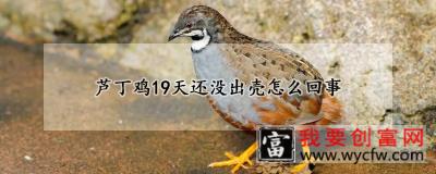 芦丁鸡19天还没出壳怎么回事