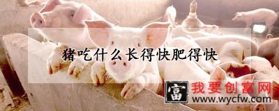 猪吃什么长得快肥得快