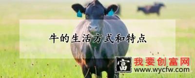 牛的生活方式和特点